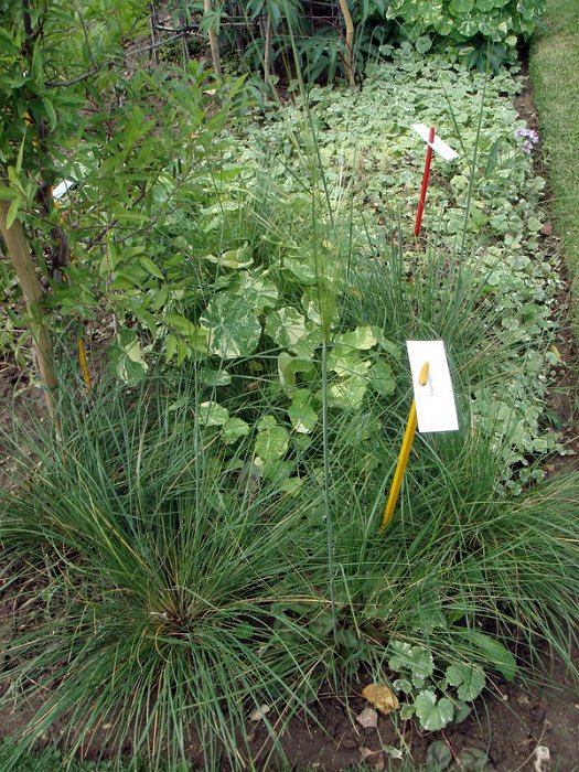 Stipa capillata